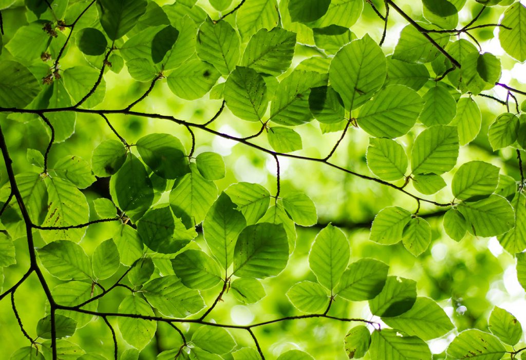 Carbon Neutral