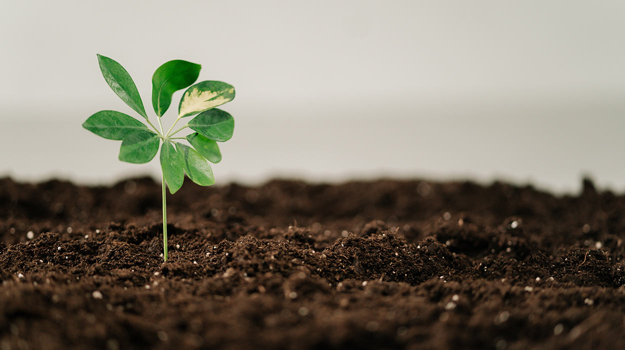 Treel Planting