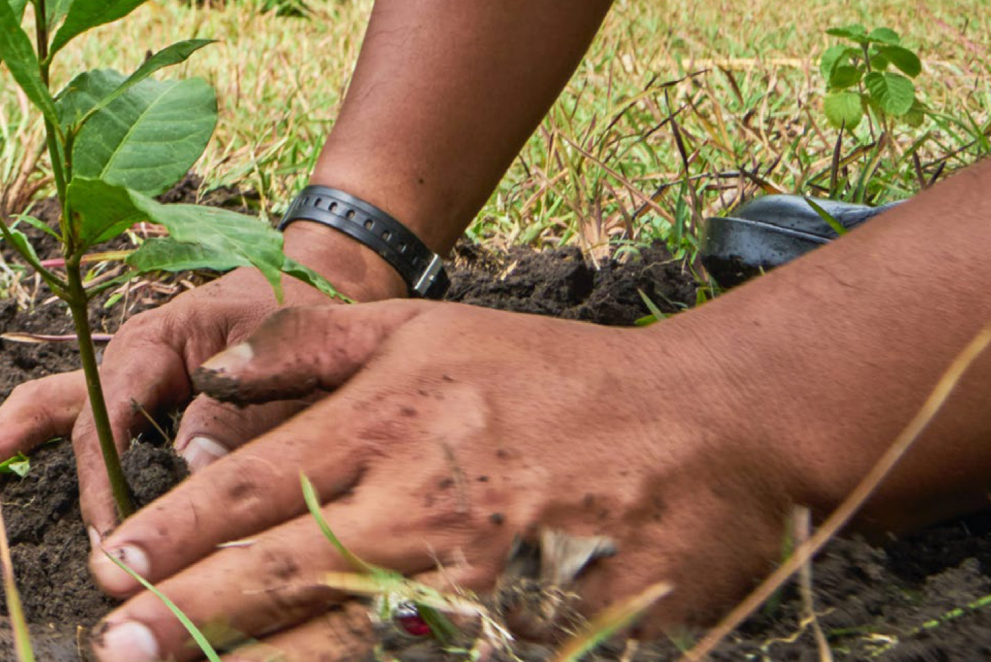 Planting Trees A.D.