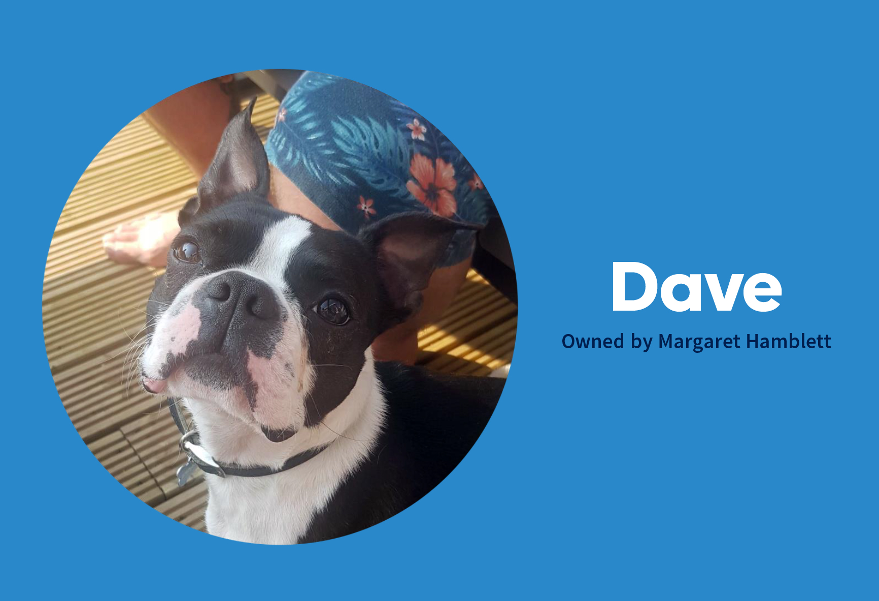 A.D. Pets Dave