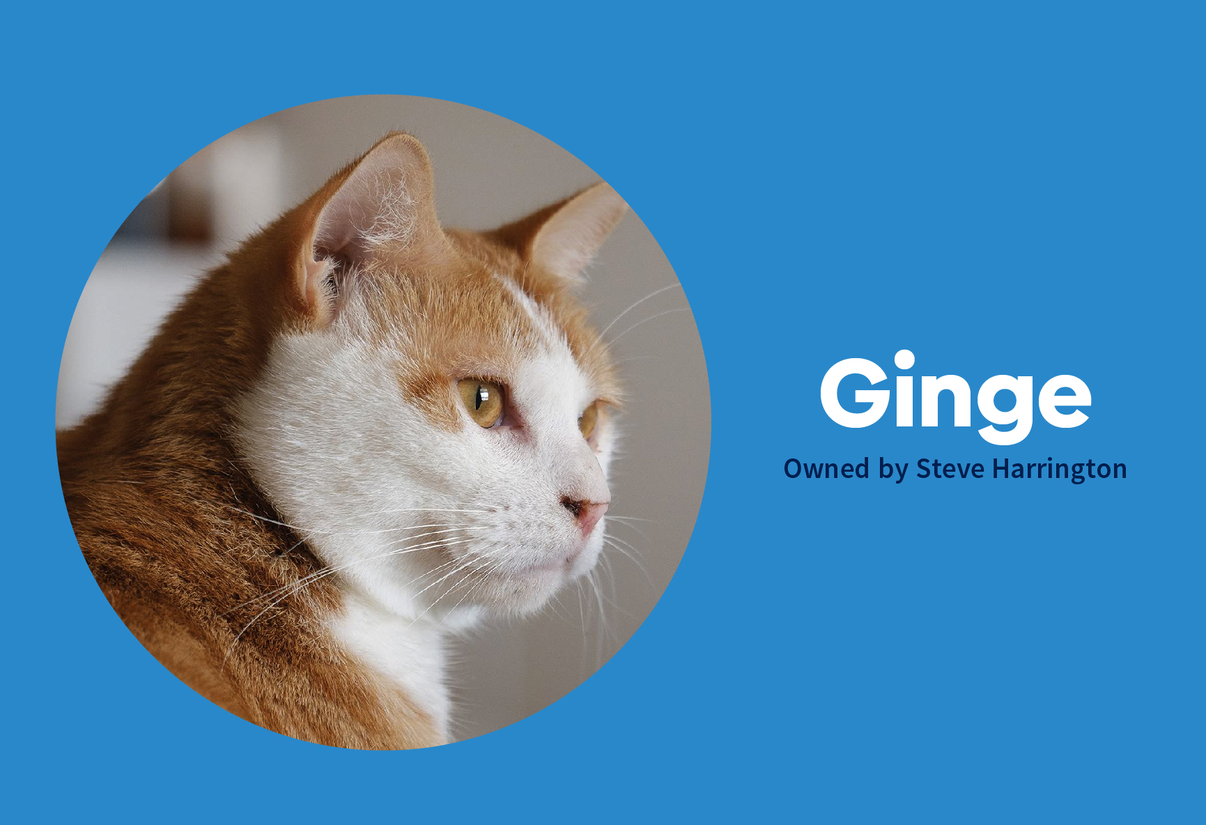 A.D. Pets ginge