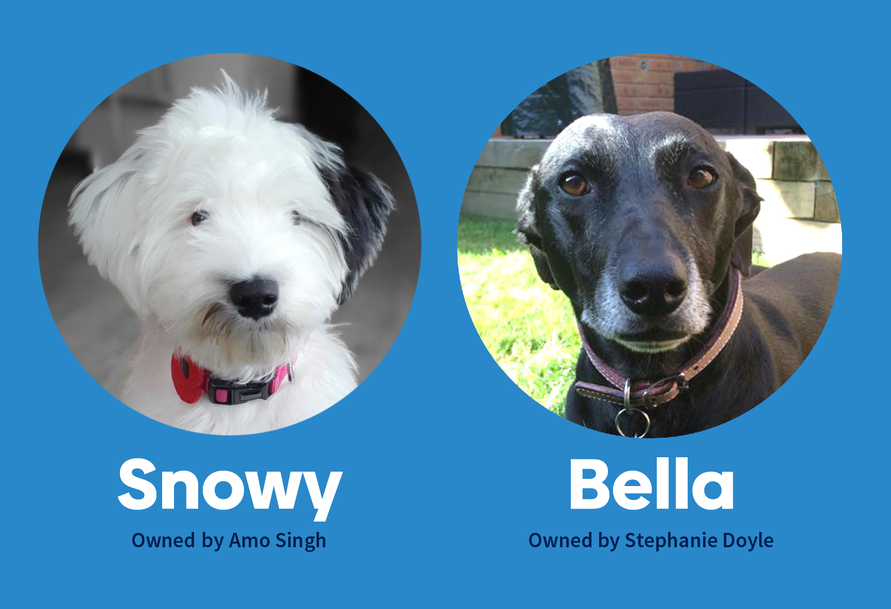 A.D. Pets Snowy and Bella