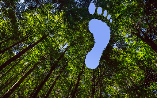 a foot print in the middle of a forest