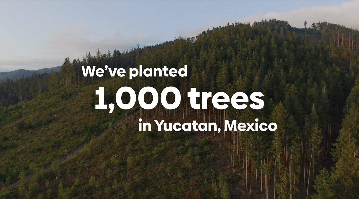 Trees in Yucatan, Mexico