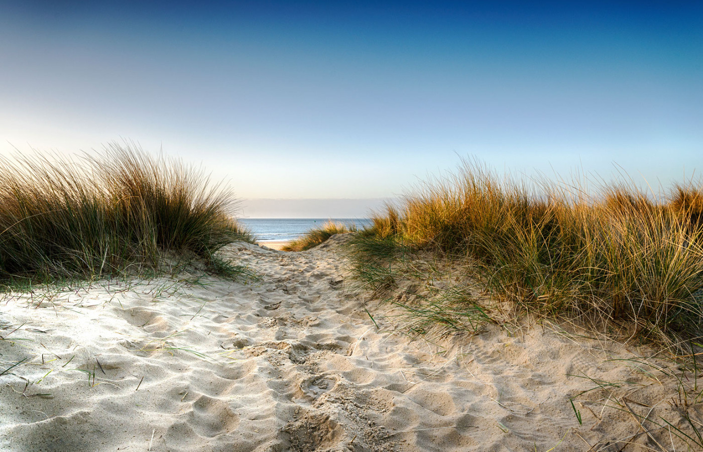 a sandy path leading to the beach with tall grass.