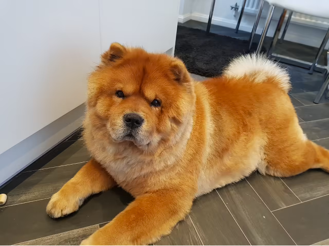 a large brown dog laying on top of a floor.