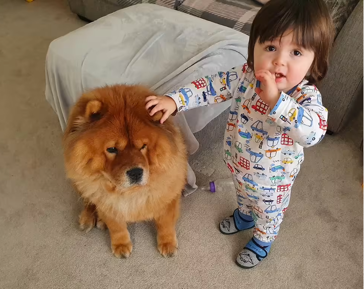 a young child standing next to a brown dog.